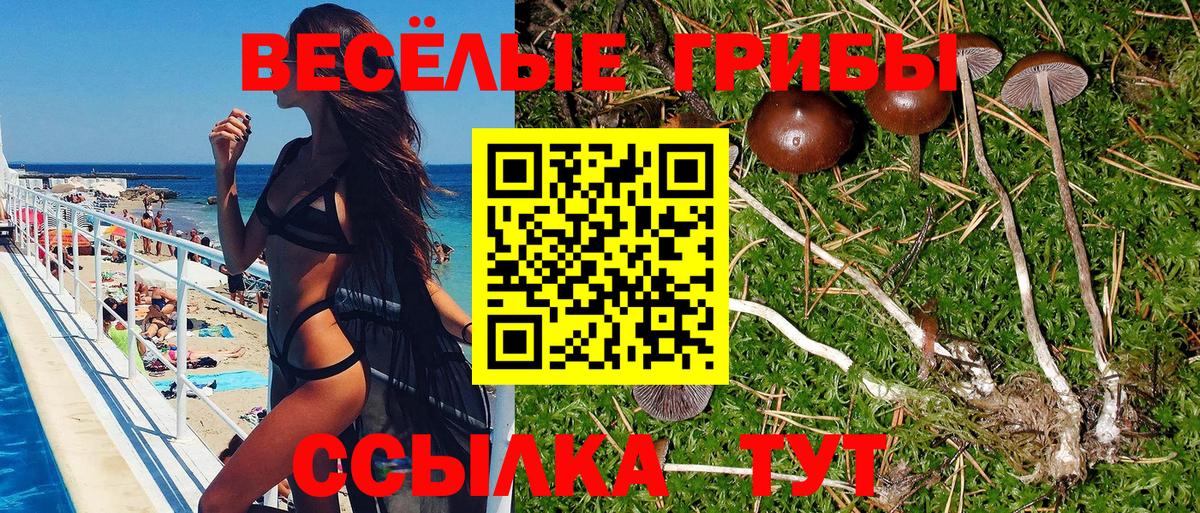 Галлюциногенные грибы Psilocybine cubensis Обнинск